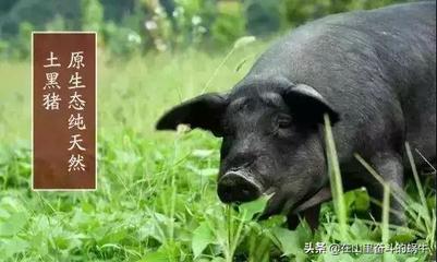 黑猪肉营养价值及功效