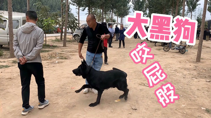 孕妇梦见狗咬屁股