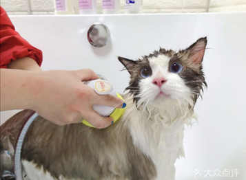 猫绝育后多久可以洗澡,狗绝育后多久可以洗澡