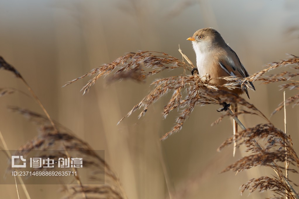 bearded reedling