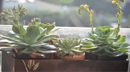 属羊适合养什么花