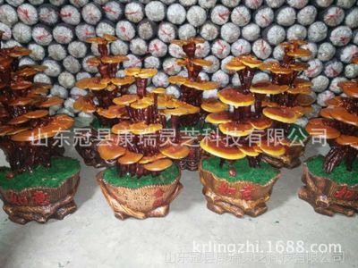 玻璃胶太阳晒干的快吗
