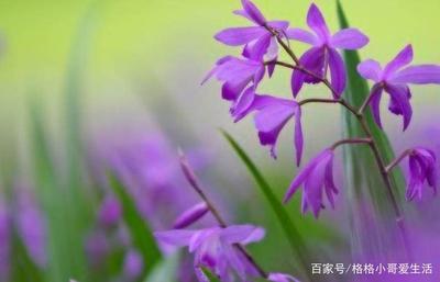 孕妇梦见鲜花