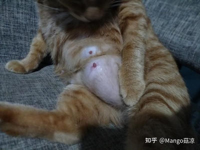 猫怀孕了