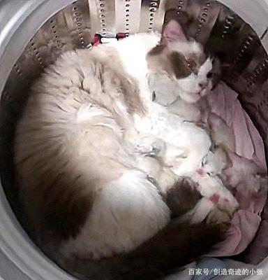 猫咪怀孕几个月生