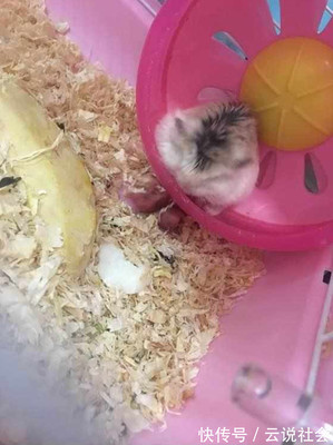 刚出生的仓鼠宝宝怎么养