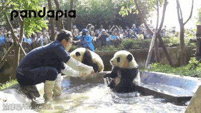 成都看熊貓
