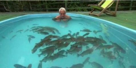 养食人鱼风水大忌