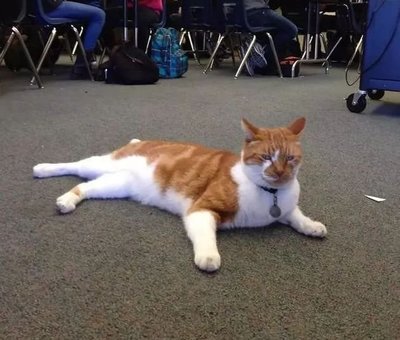 橘猫英文名