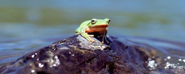 青蛙为什么要冬眠