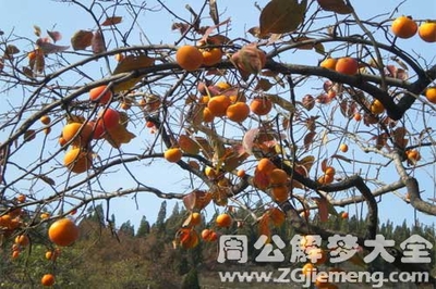 孕妇梦到柿子