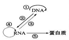dna rna各有多少种碱基