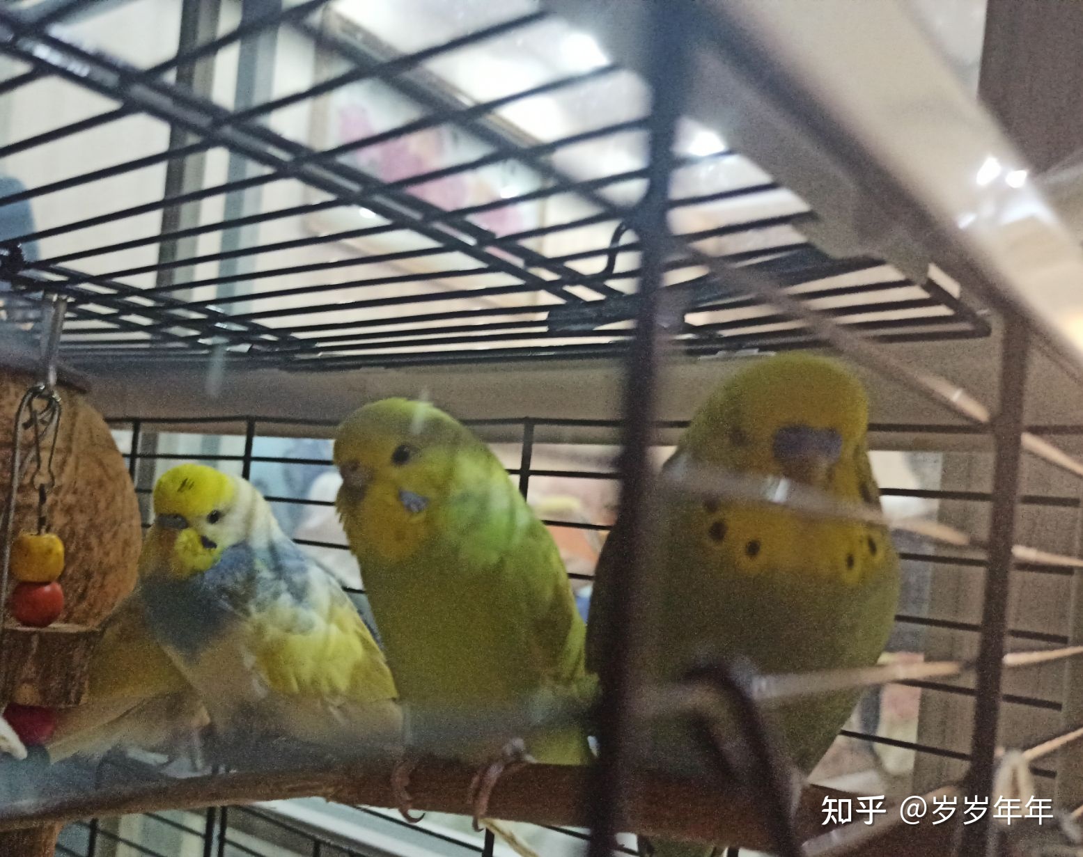 怎么让鹦鹉叫