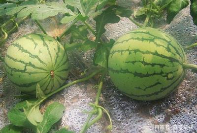 阳台种植西瓜