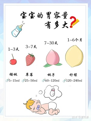 六个月的宝宝胃有多大