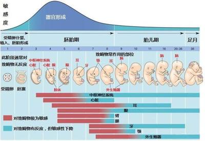 胎儿几周算足月