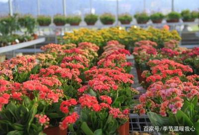 长寿花种植