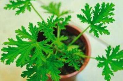 驱蚊草能放卧室吗