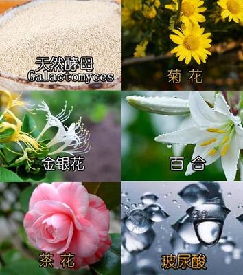 金银花可以敷面膜吗