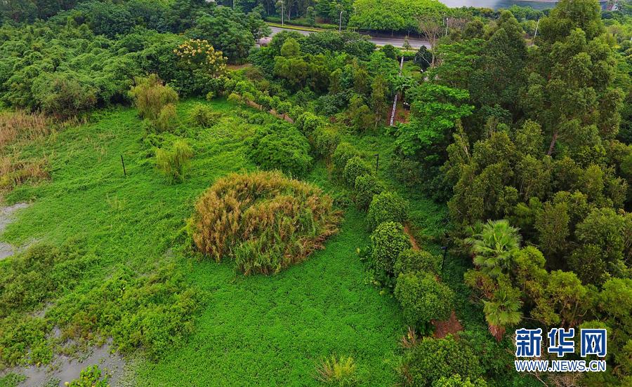 大学城湾咀头湿地公园
