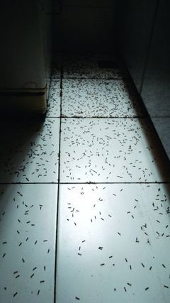 厨房蚂蚁