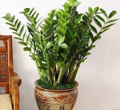 室内养什么植物风水好