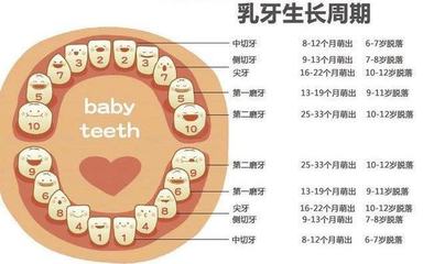 3-6岁儿童乳牙有多少颗