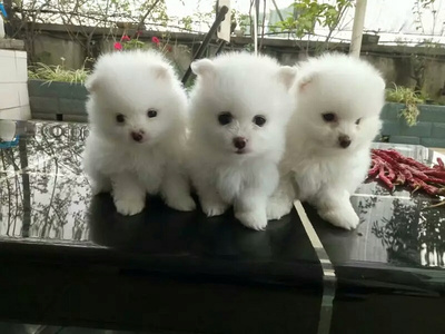 博美两个月