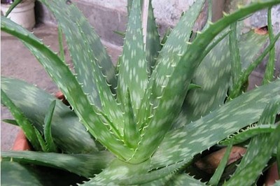什么植物祛斑效果最好