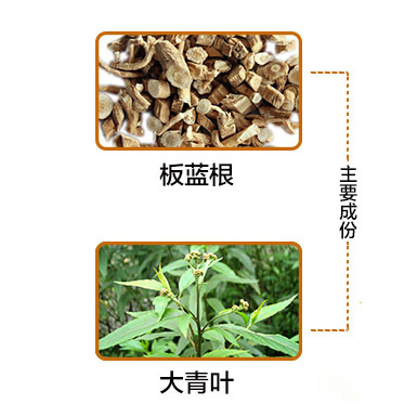 孕妇能不能喝板蓝根