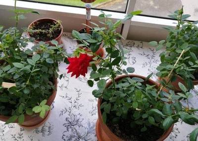 室内花大姐怎么消灭