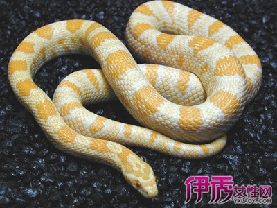 孕妇做梦被蛇咬