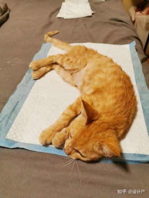 猫咪睡觉尿床
