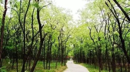 延津县森林公园