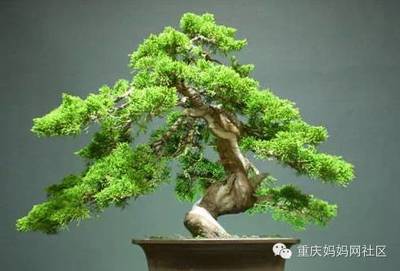 丁香对孕妇有影响吗