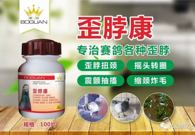 鸽子歪脖子怎么治疗