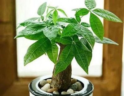 寓意发财的花