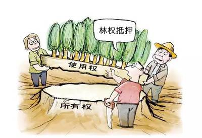 林权可以抵押贷款吗