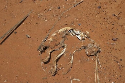 孕妇梦到死猫