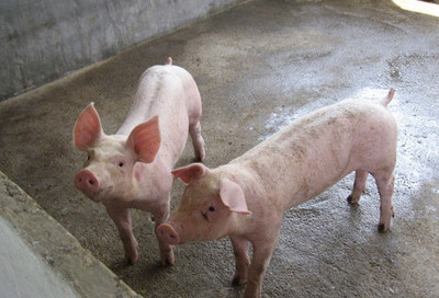 2016年养猪利润多少钱