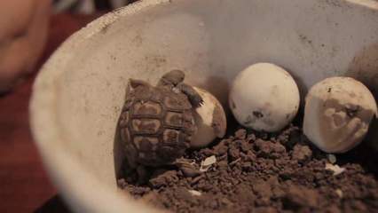 乌龟多少年才下蛋
