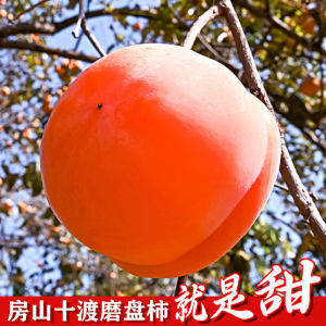 柿子怎么才不涩口