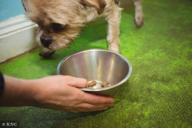 狗狗喂食喂多少