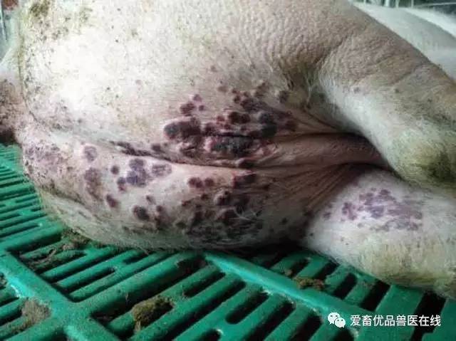 猪湿疹怎么治疗