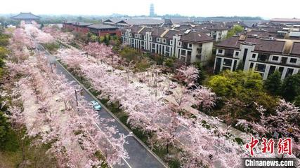 扬州樱花大道在哪里