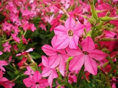 花朵的名字大全