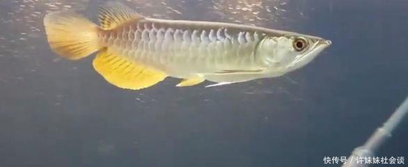 廉江市盈水居生態(tài)水族館（廉江市盈水居生態(tài)水族館電話）