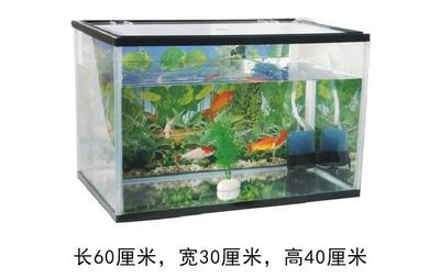 開封魚缸批發(fā)市場在哪里?。ㄩ_封魚缸批發(fā)市場在哪里啊多少錢） 哥倫比亞巨暴魚苗