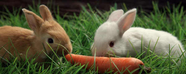 一个月大兔子可以吃胡萝卜吗,幼兔多久可以吃胡萝卜?