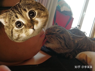 怀孕初期可以养猫吗